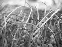 to-sow-the-tares-with-the-whea-1507979