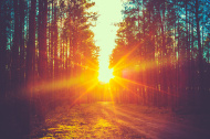 stock-photo-51226536-forest-road-sunset-sunbeams
