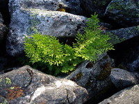 mountain-plant-1374363