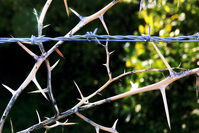 entanglement-1402305