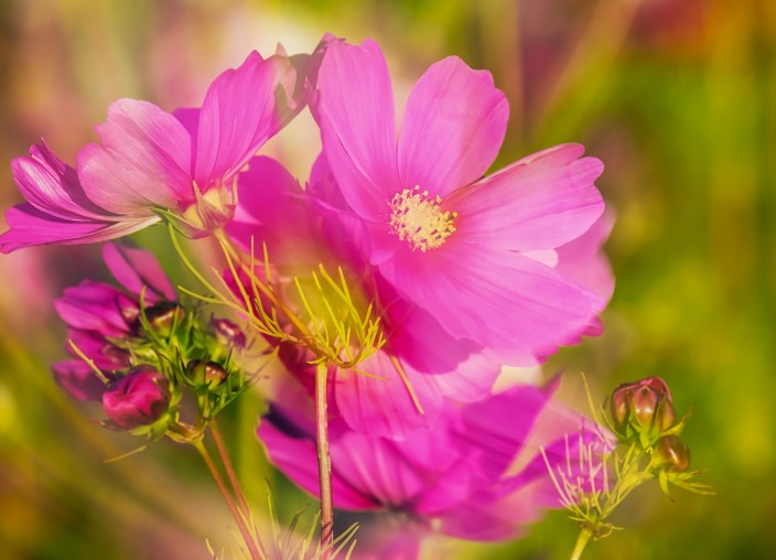 cosmea-3536750_1920